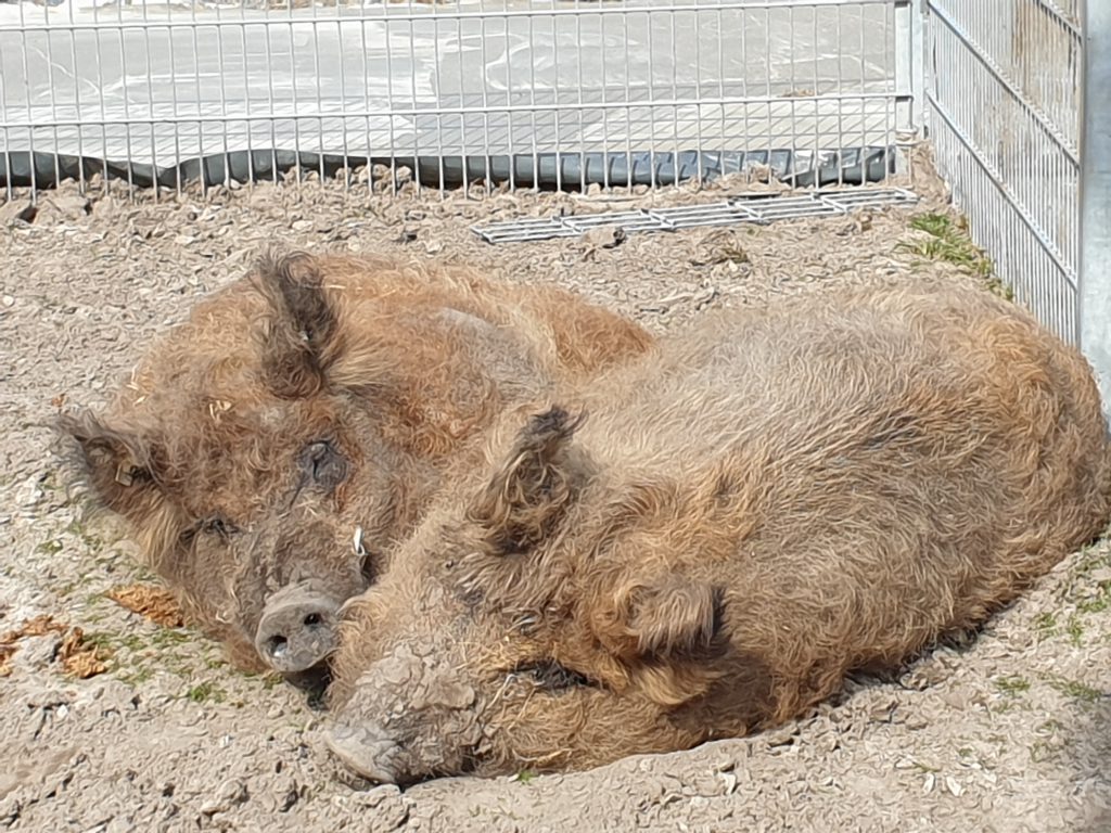 Sie lieben sich; "Pinky" und "Ferdinand" liegen wie (fast) immer in der Sonne