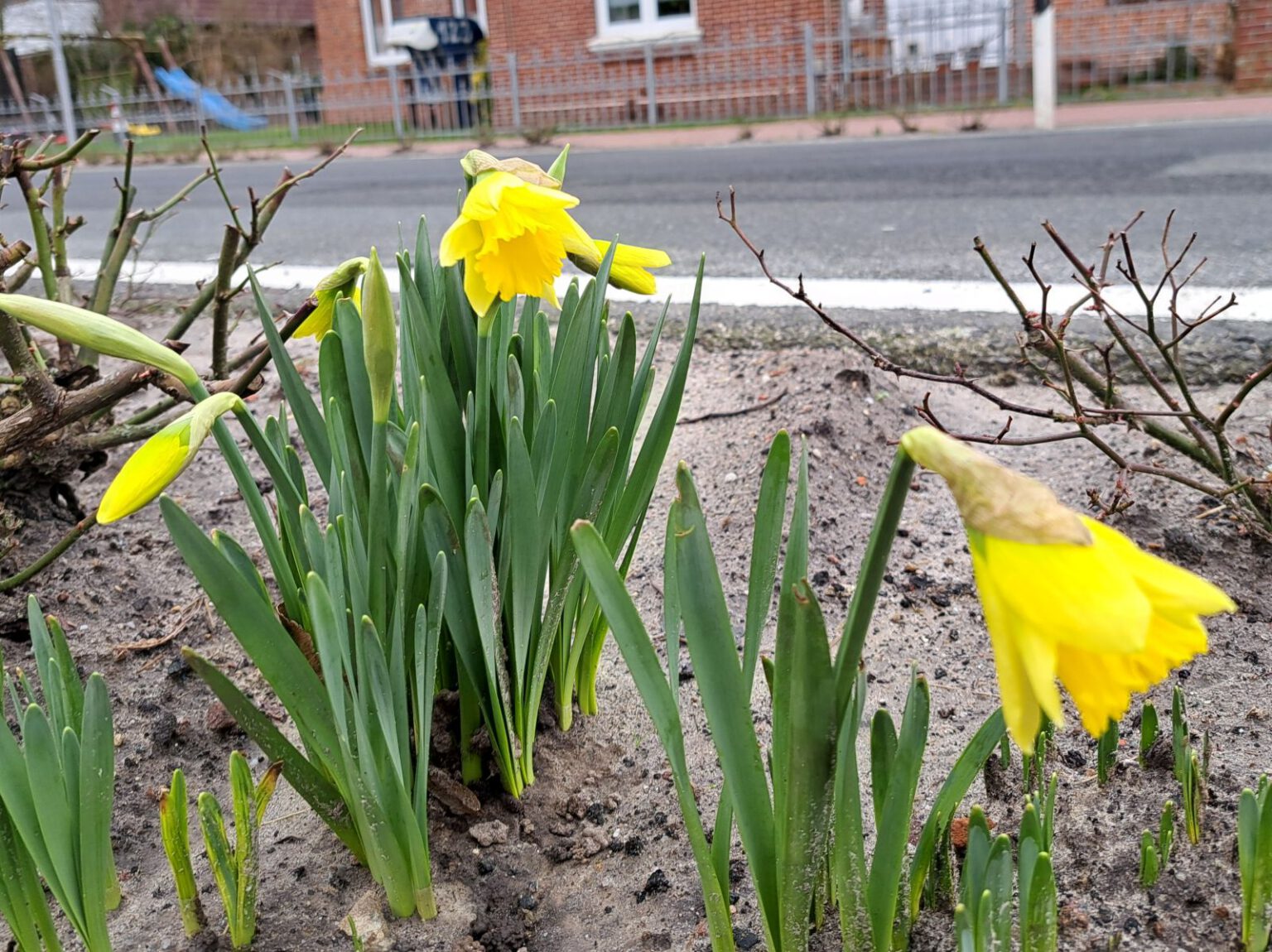 Der Fr Hling Im Anmarsch Werdumer Blatt