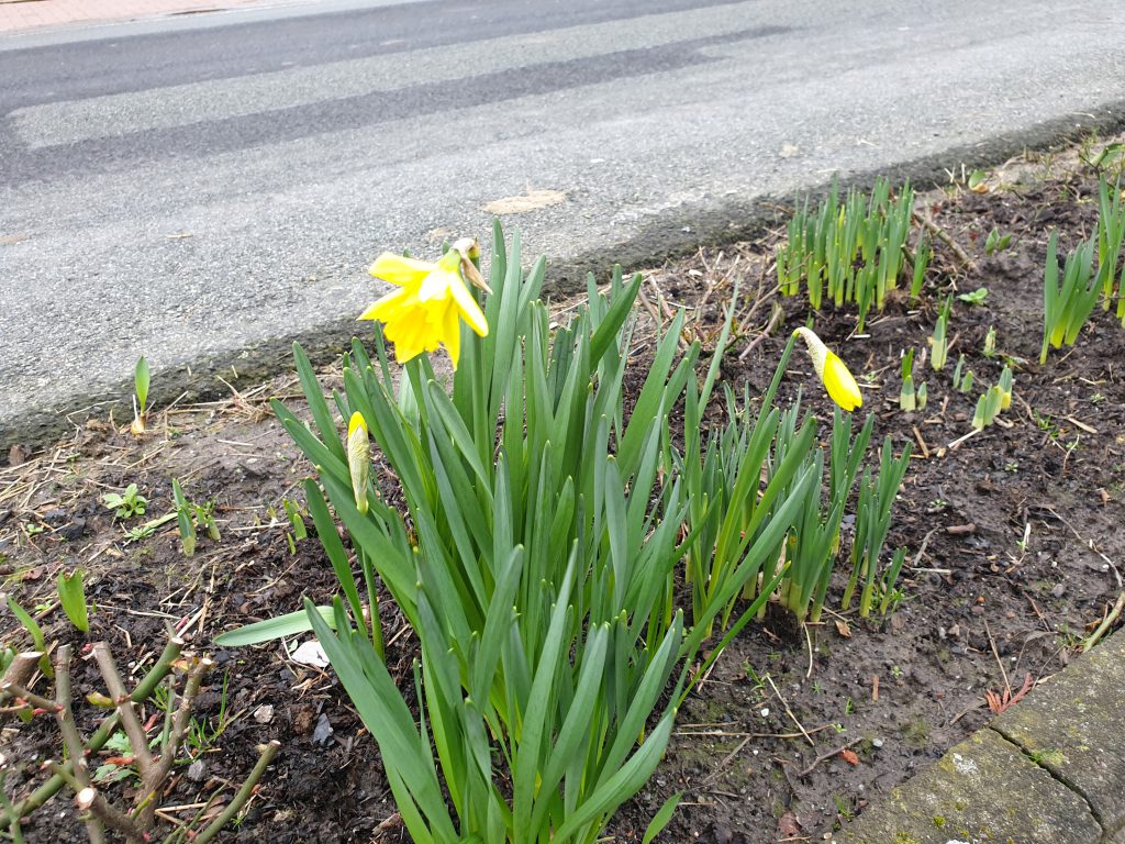 die Osterblume an der Edenserlooger Straße hat ihre Blüte geöffnet