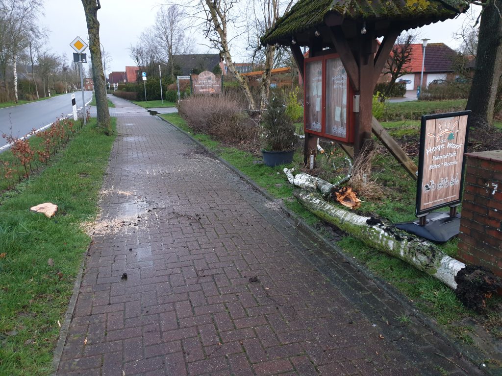 Die Birke an der Buttforderstraße hat`s nicht geschafft. Der Baum wurde bereits am Sonntag Nachmittag fachmännisch beseitigt