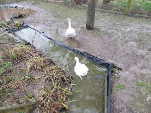 Die Lockengänse freuen sich über beste Schwimmmöglichkeiten