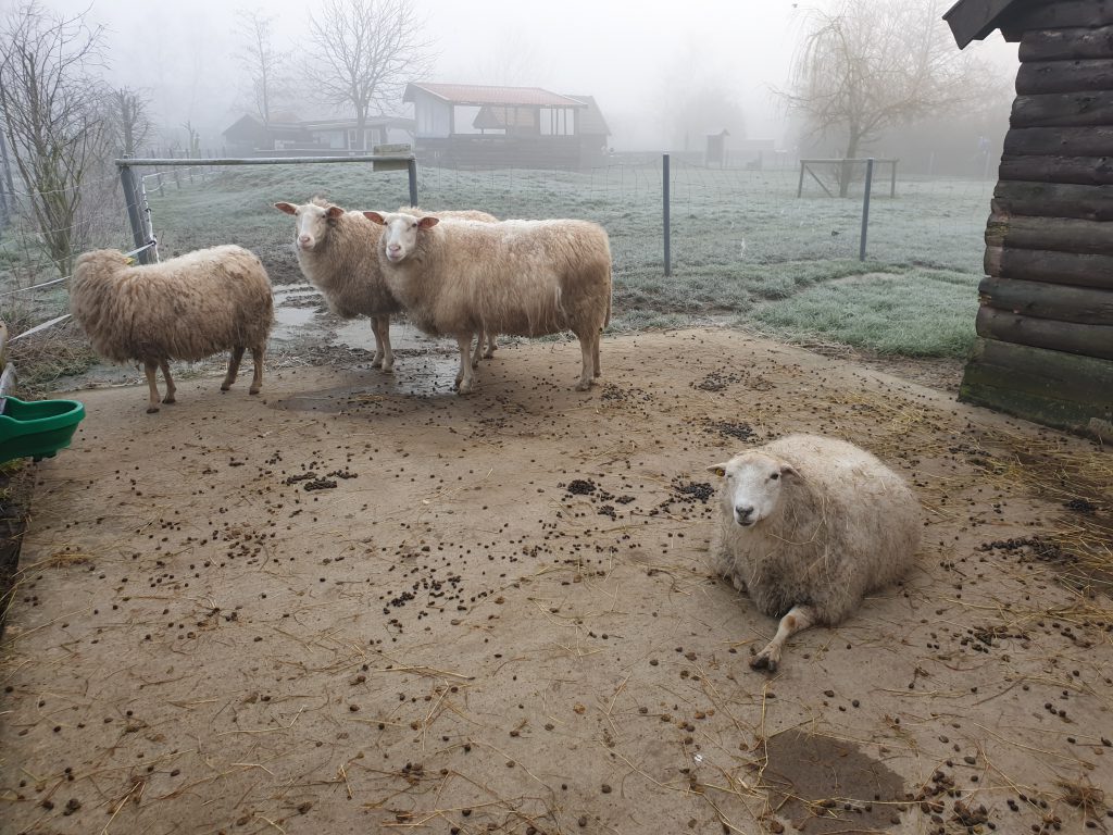 der leichte Frost heute morgen schreckt die Schafe auf der Streichelwiese nicht