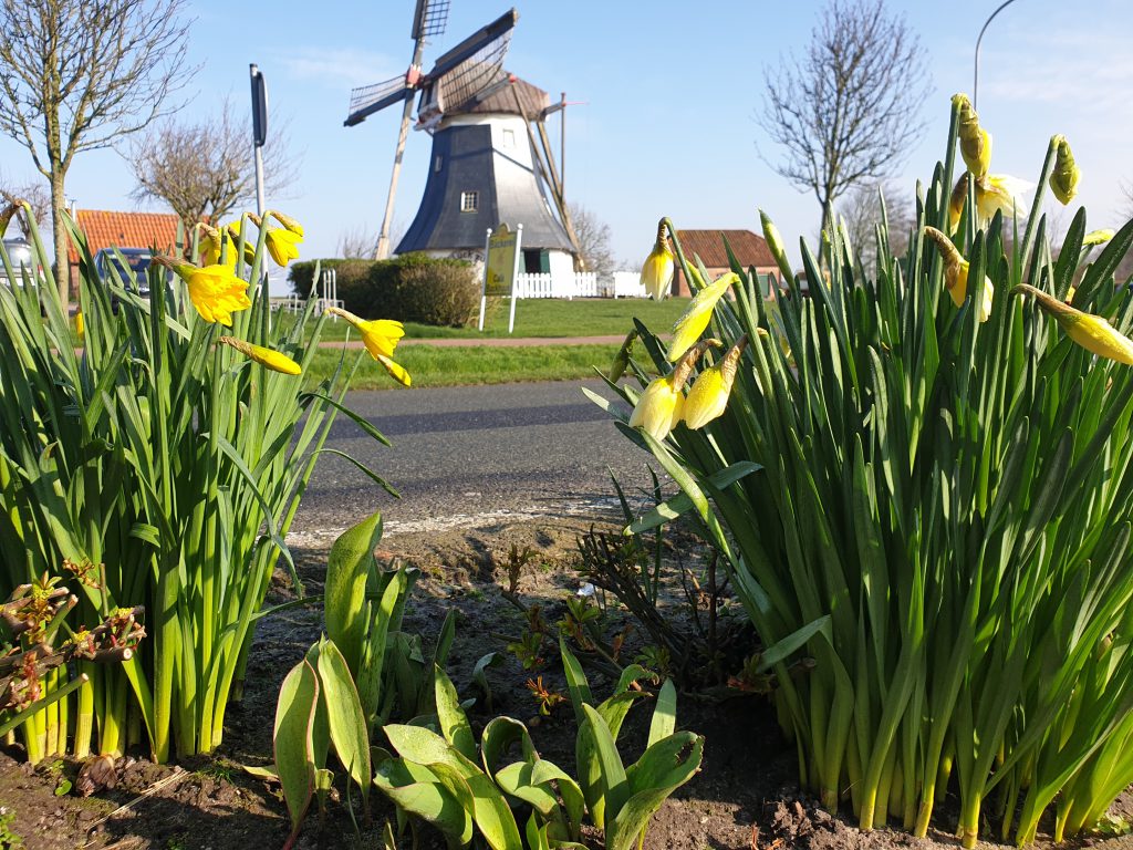 Blick durch blühende Osterblumen zur Mühle in der Frühlingssonne