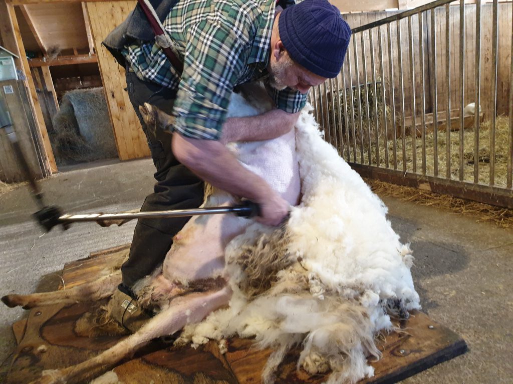 Ulrich Nitz schert die Schafe im Accord