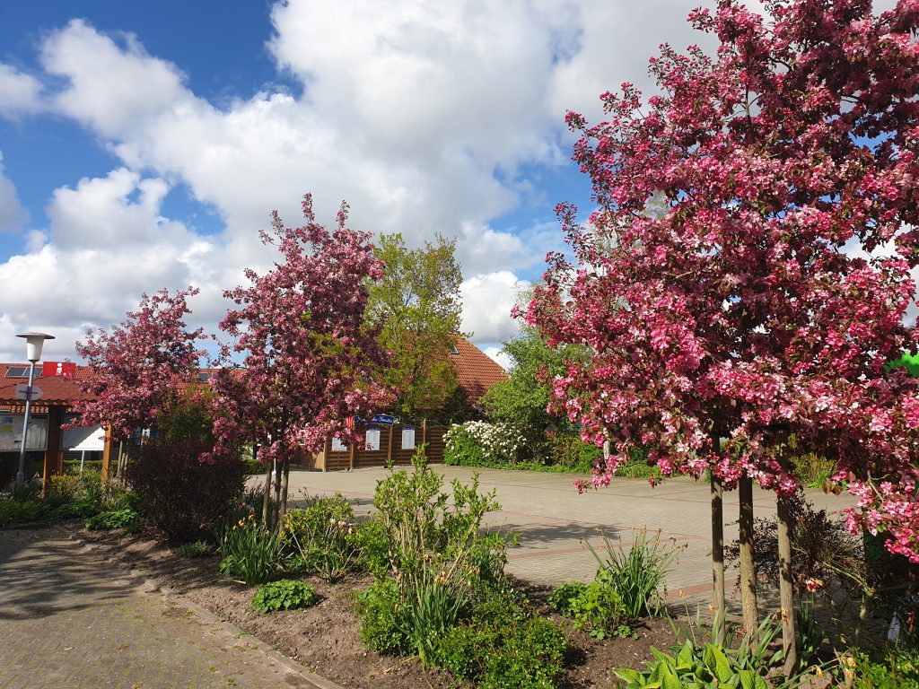 Die Zier-Apfelbäume am Parkplatz am "Haus des Gastes" 