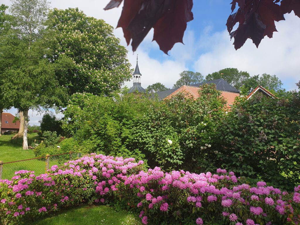 Am Ehrenmal blühen die Rhododendron besonders intensiv