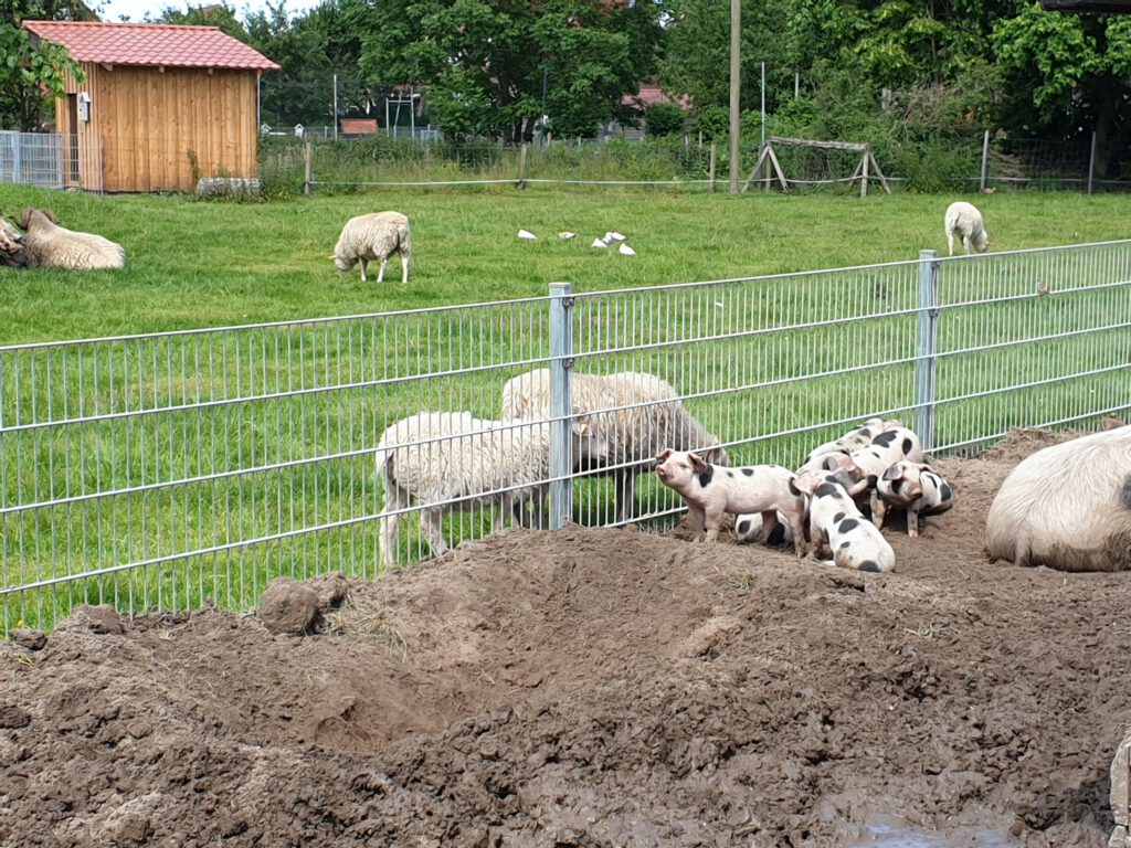 "Nachbarschaftstreffen", die Abstandsregelung gilt bei den Bentheimer Schweinen und den Heidschnucken nicht.