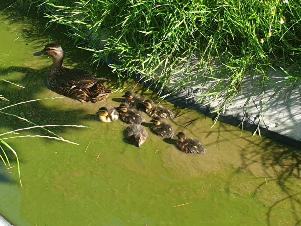 Mama Ente schwimmt mit ihren Küken auf dem kleinen Teich