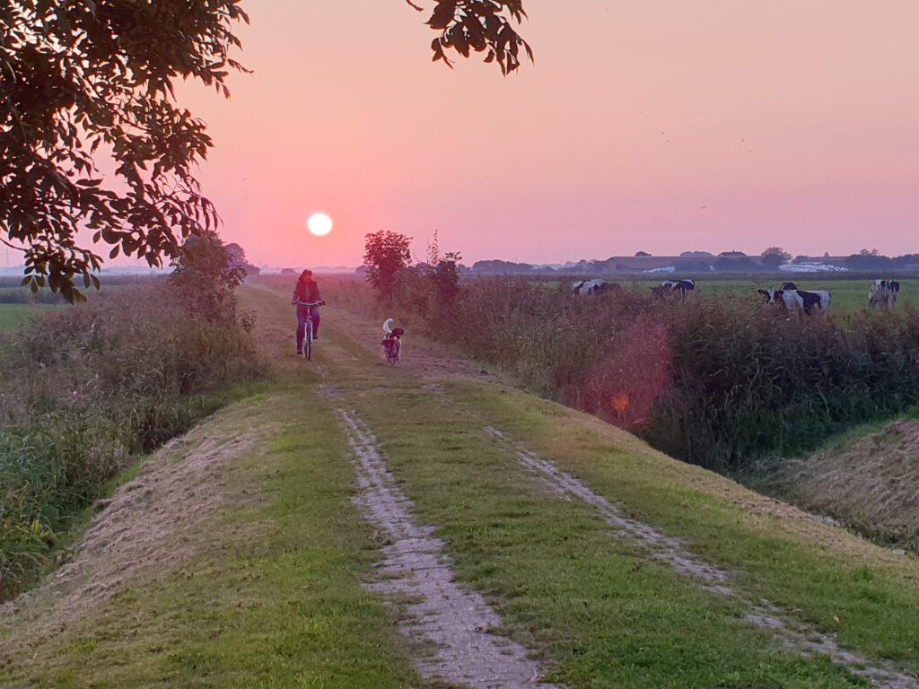 Ausflug mit Hund zum Sonnenuntergang