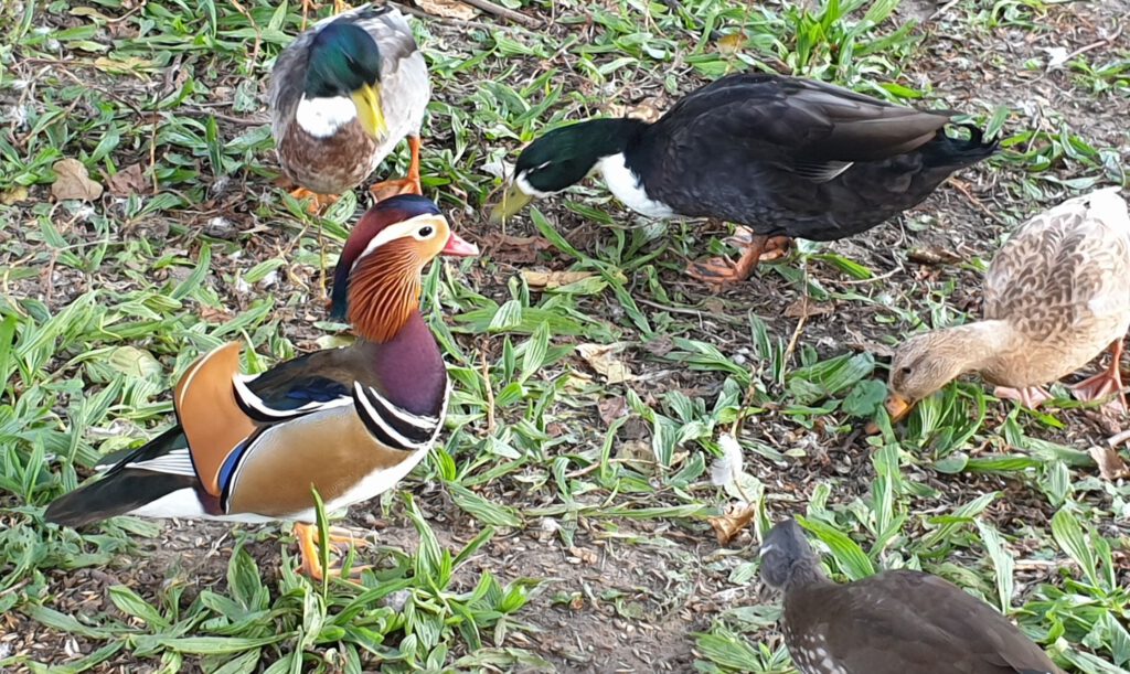 Die Mandarinente - der bunteste Vogel unter den Enten am Teich