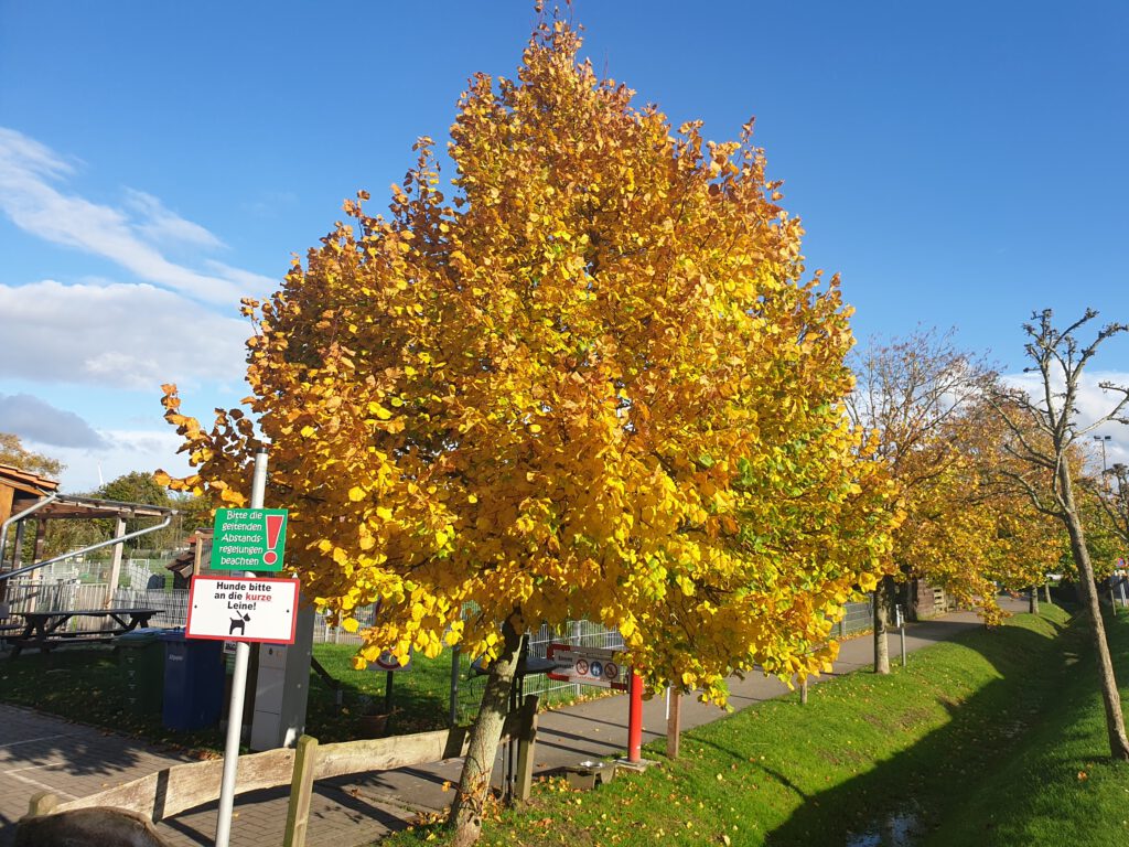 Ein "goldener" Baum am Eingang zum Haustierpark
