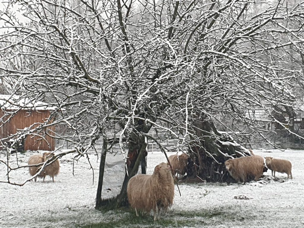 Den Heidschnucken macht der Schnee nichts aus, sie haben ein dichtes Wollkleid