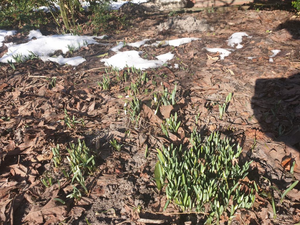 Noch bei Eis und Schnee trauen sich diese Schneeglöckchen in Edenserloog ans Licht