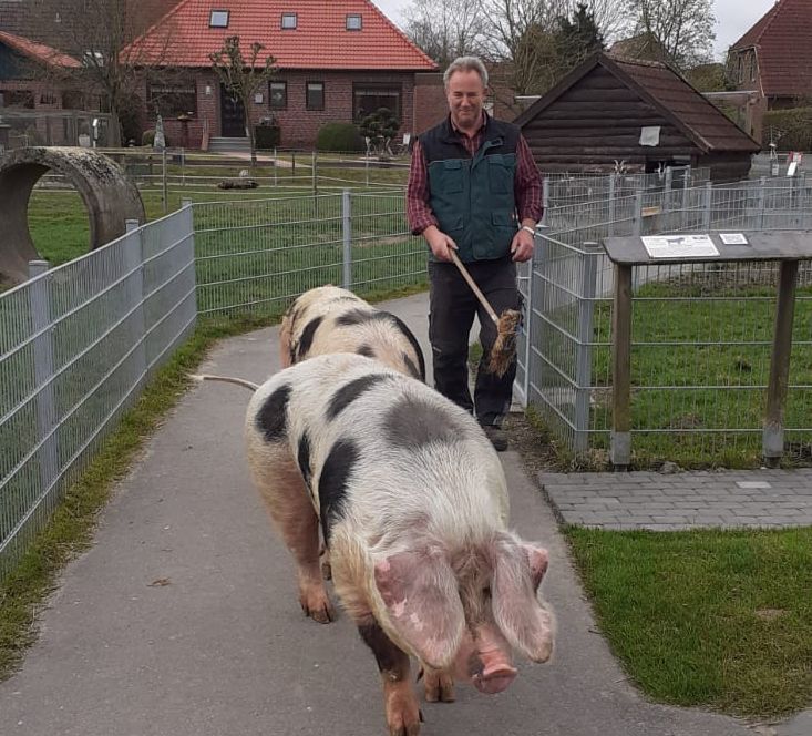 Karl-Heinz Michels-Lübben lotst die Schweine ganz ruhig in die Schweinesuhle