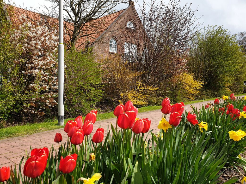 Die Tulpen haben an der Edenserlooger Straße die Osterblumen verdrängt 