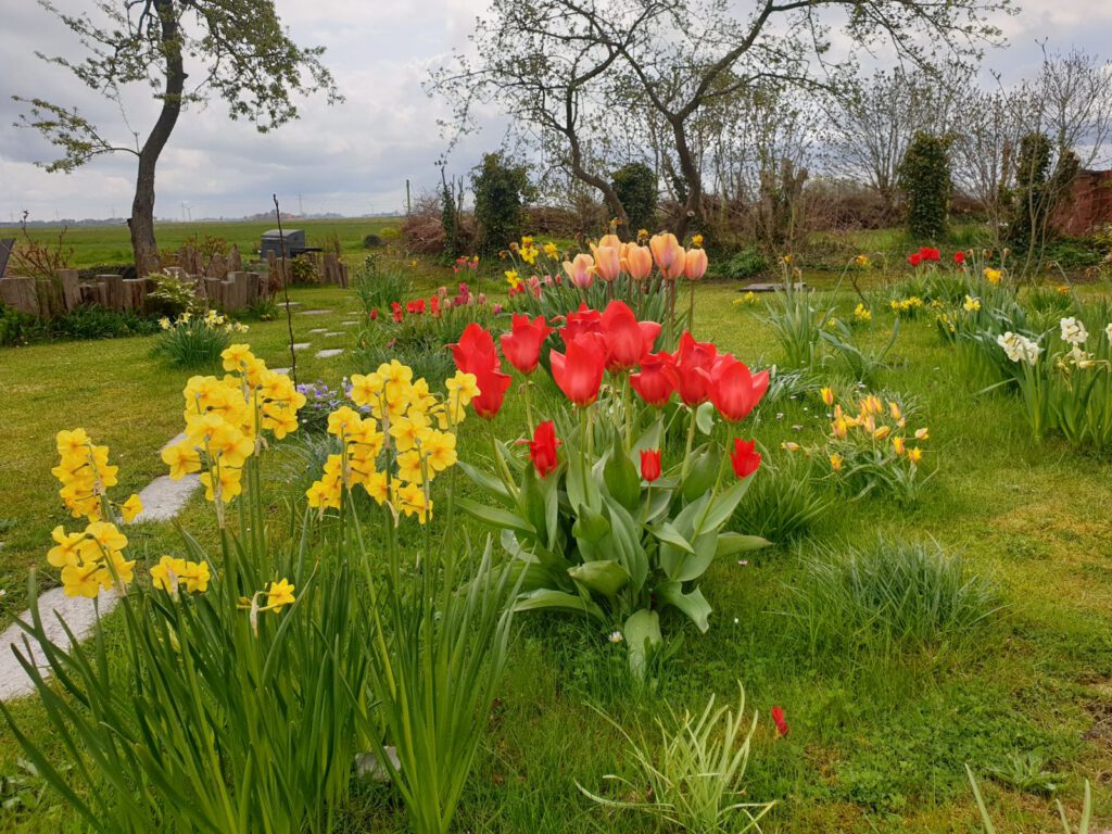 Tulpen in Nachbars Garten