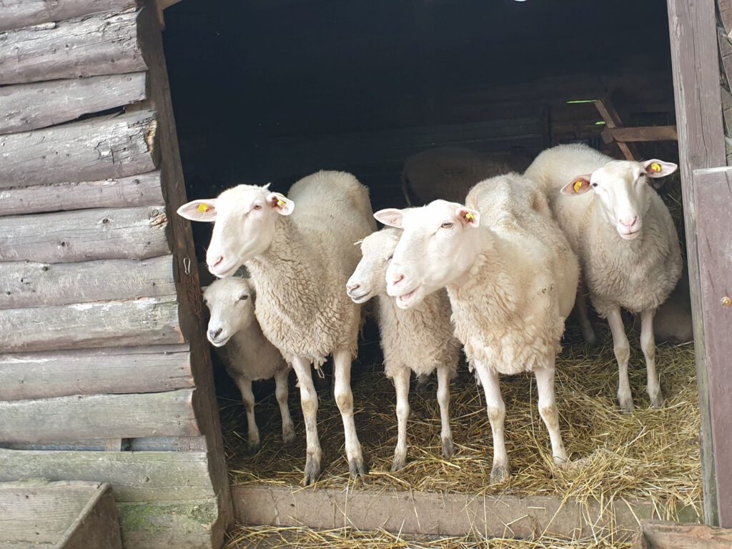 "Jetzt dürfen auch die anderen kommen" freuen sich auch die Schafe im Haustierpark