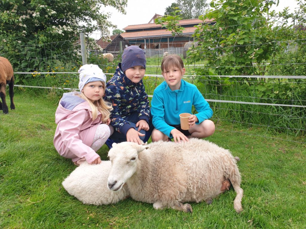 Die Schafe auf der Streichelwiese freuen sich über liebe Kinder (Gruß an Tante Wilma)