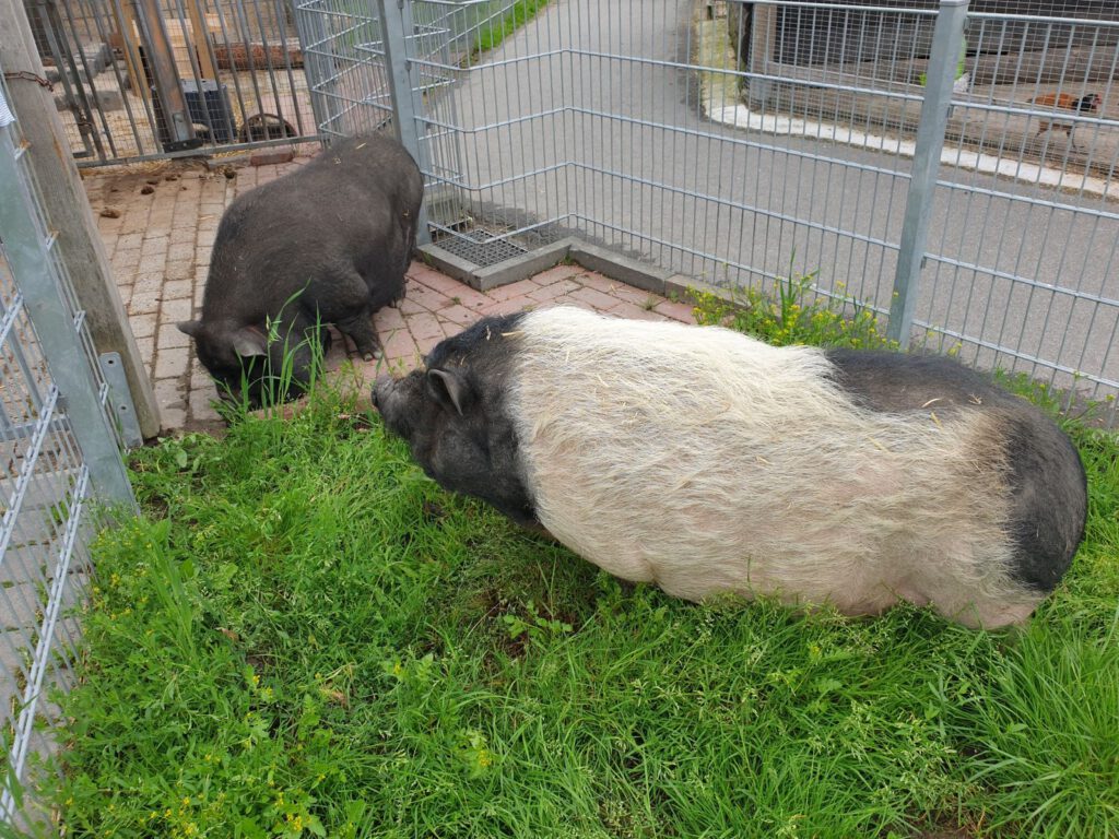 Die Göttinger Minischweine "Fienchen" und "Herr Bömmelburg" leben jetzt in "Arnolds" ehemaligen Gehege 