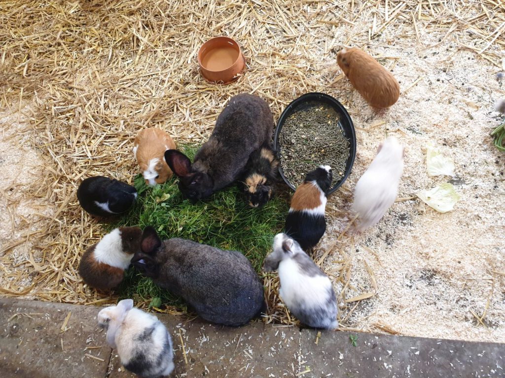 "Frühstück" für die Kaninchen und Meerschweinchen