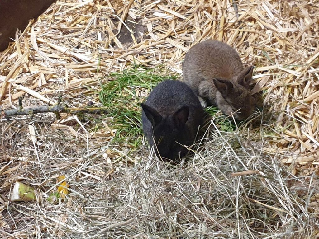 zwei kleine Kaninchen im Stall - "Frieda" hat Junge bekommen