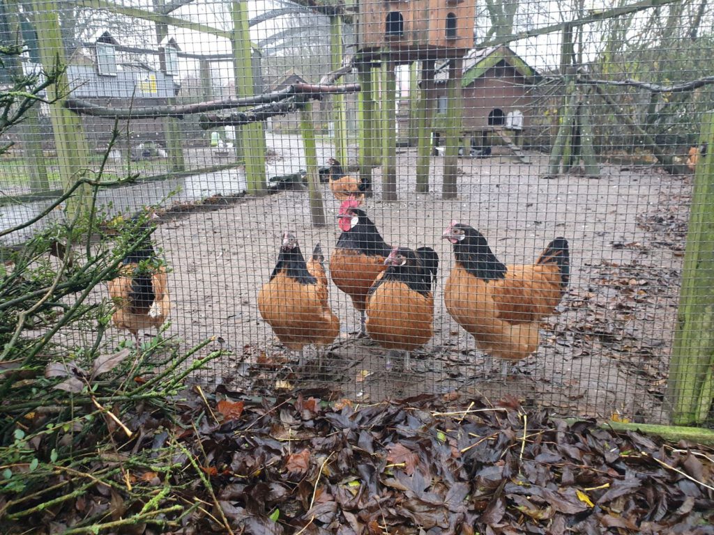 Die Vorwerkhühner um Hahn "Heino" müssen im Gehege bleiben - Vogelgrippe