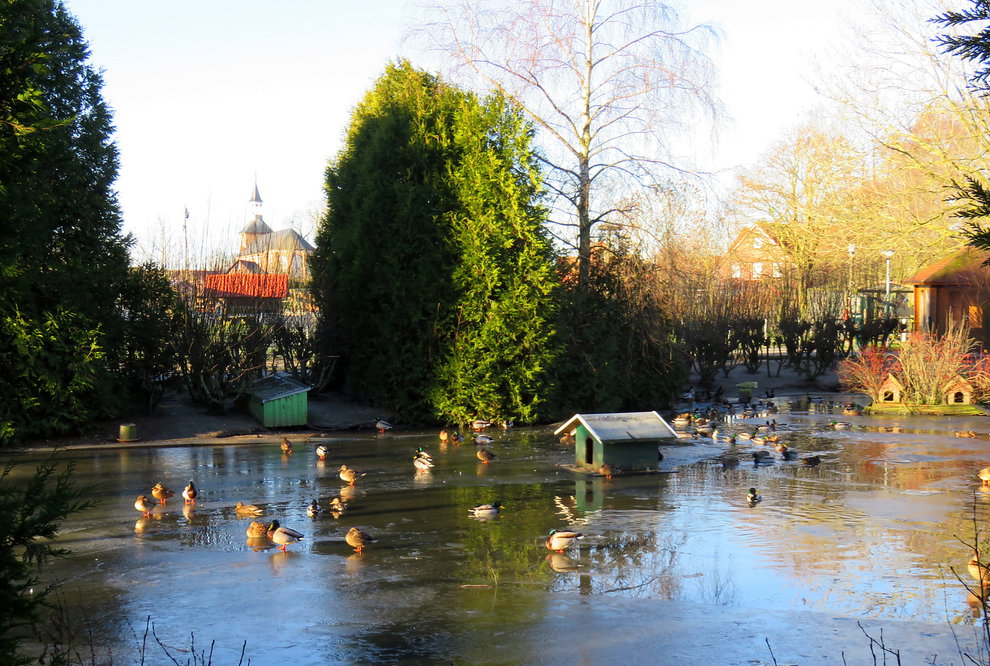 Der große Ententeich im Haustierpark ist teilweise zugefroren, aber die Wildenten tummeln sich hier 