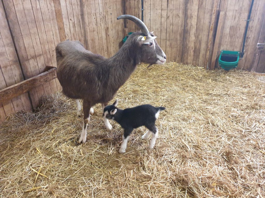 "Kea" mit ihrem kleinen "Renke" der am 25. März geboren ist