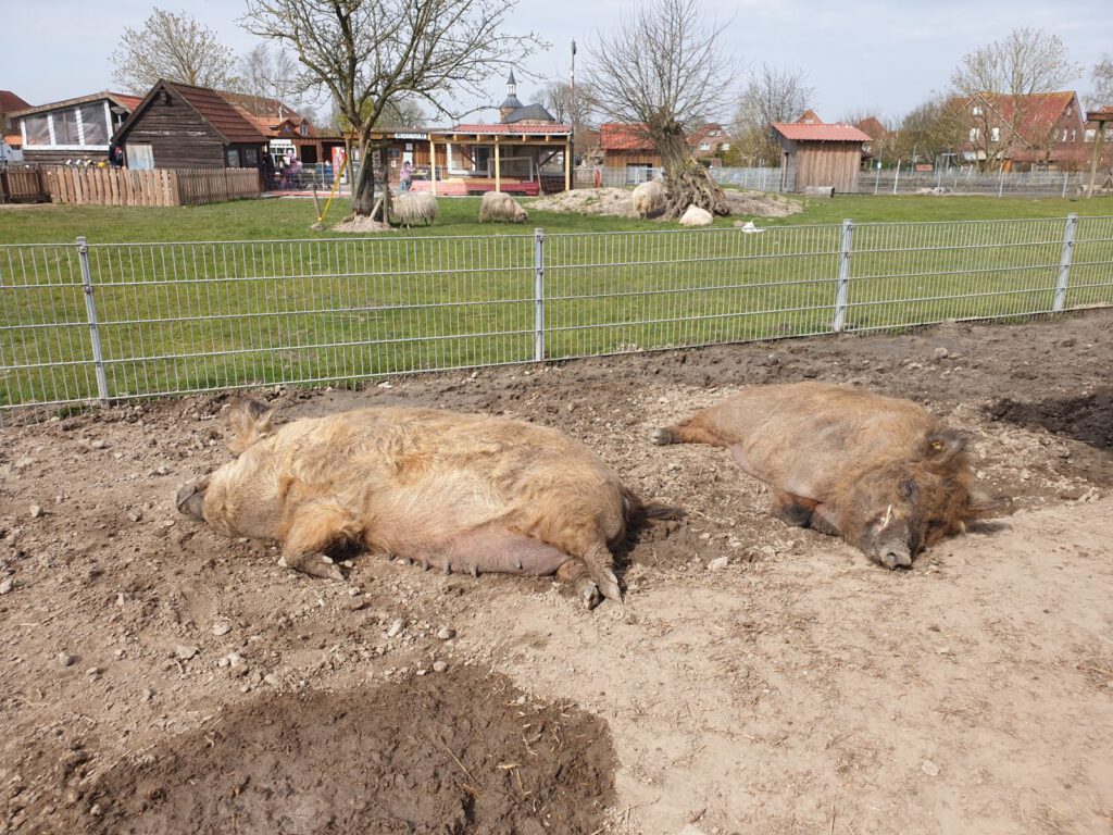 frohe Ostern wünschen auch die Wollschweine "Pinky" und "Ferdinand" stellvertretend für alle Tiere des Haustierparks 