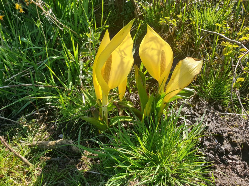 Diese in Deutschland sehr seltene Gelbe Scheincalla wächst im Achterloog