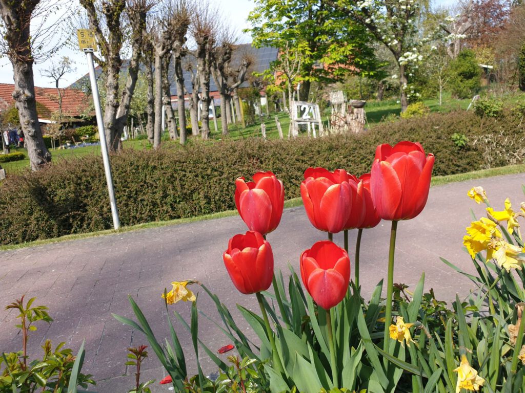In den Blumenbeeten blühen jetzt die Tulpen