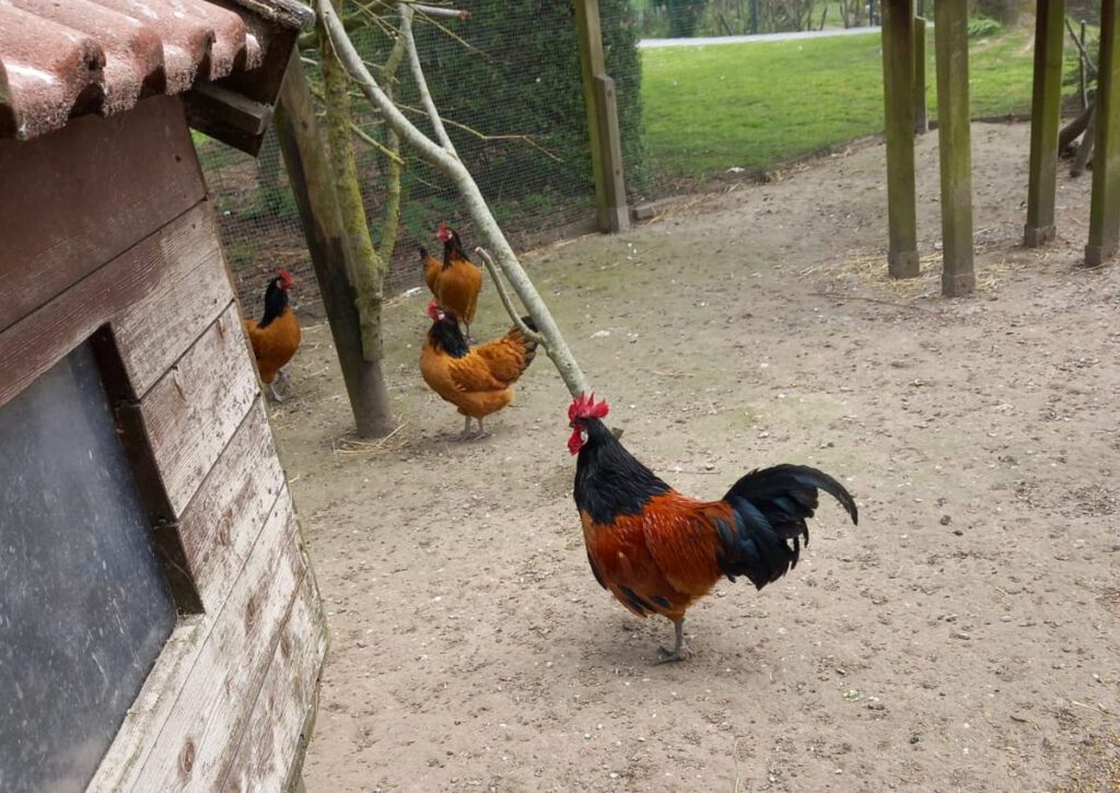 "Heino" regiert jetzt bei den Vorwerkhühnern im Taubentunnel