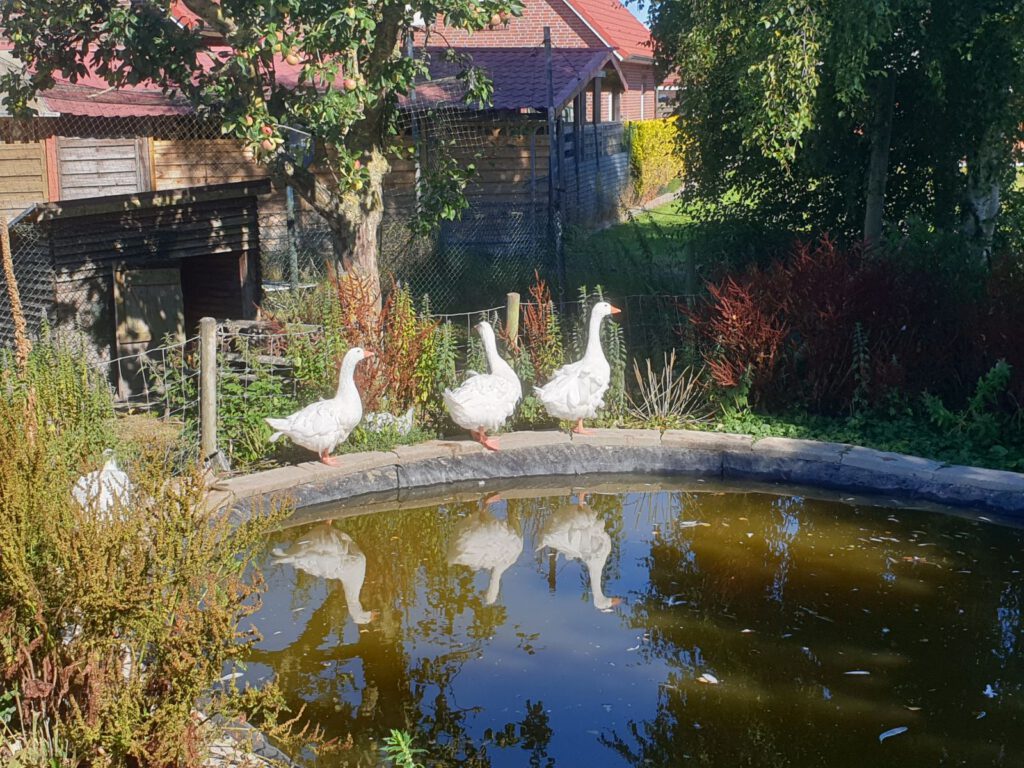 Die Lockengänse bleiben schön an ihrem Teich und genießen das Leben im Haustierpark 