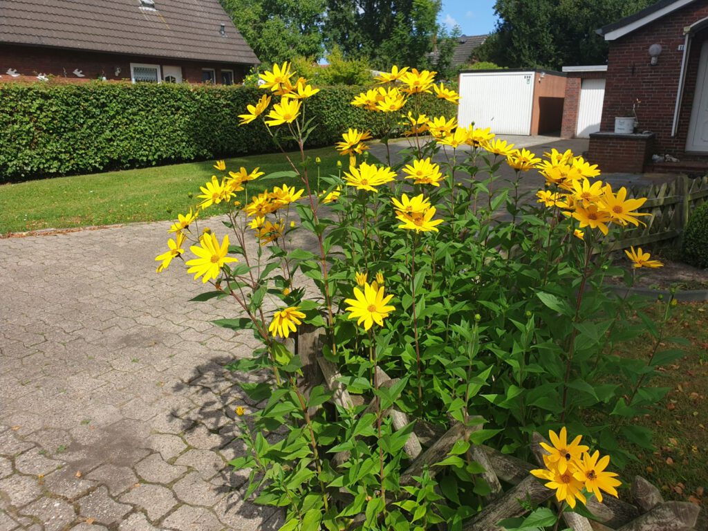 Diese Blume mit dem Namen "Topinambur" blüht derzeit ain vielen Gärten in Werdum