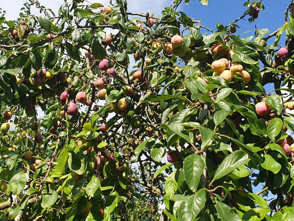 Dieser Baum im Obstgarten am Bauhof hängt voller Früchte