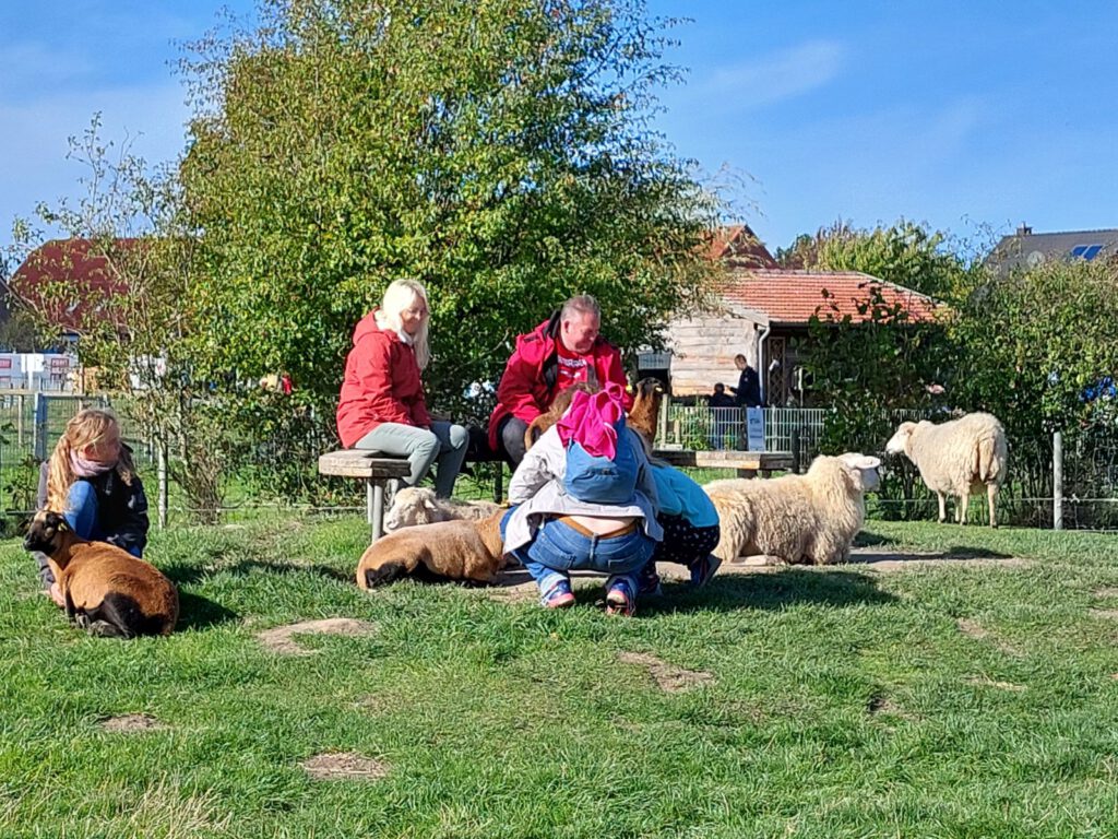"Kuscheln" mit Schafen auf der Streichelwiese
