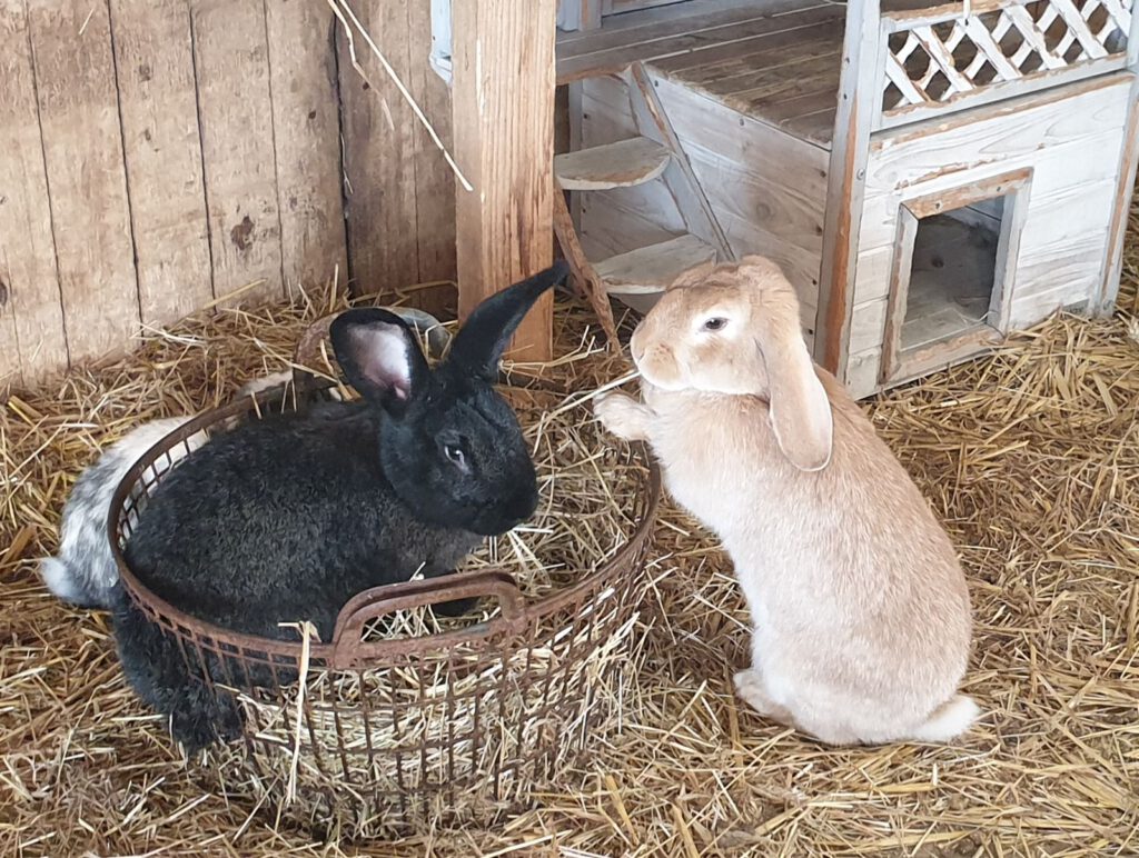Kein Problem mit Matsch. Die Kaninchen hoppeln im warmen und trockenen Stall