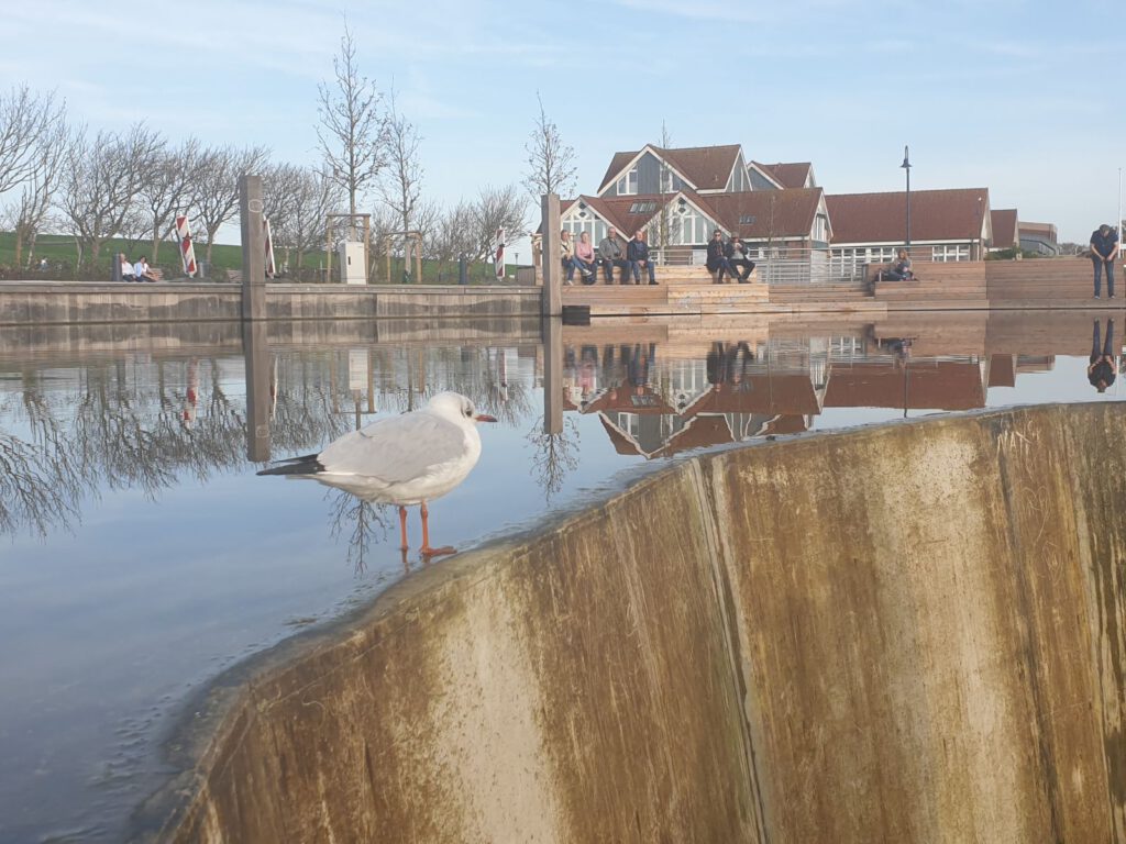 Ein Foto aus dem großem Teich mit einem Vogel auf Augenhöhe gehört mittlerweile zum Pflichtmotiv im Nordseeheilbad