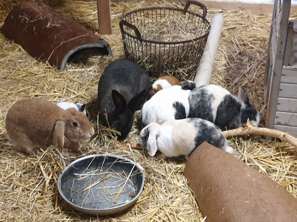 Kaninchen und Meerschweinchen vertragen sich gut