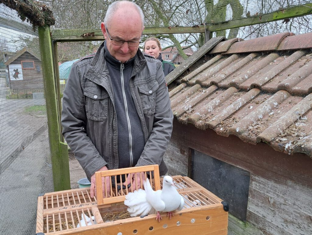 Taubenzüchter Manfred Steffens aus Anderwarfen lässt seine jungen Pfautauben im Taubentunnel fliegen