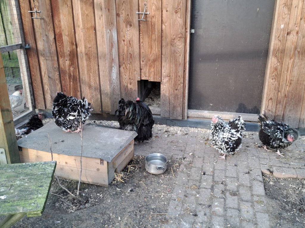 die schwarz-weiß gescheckten Orpington-Hühner sind ein Blickfang im "Hühnerparadies" 