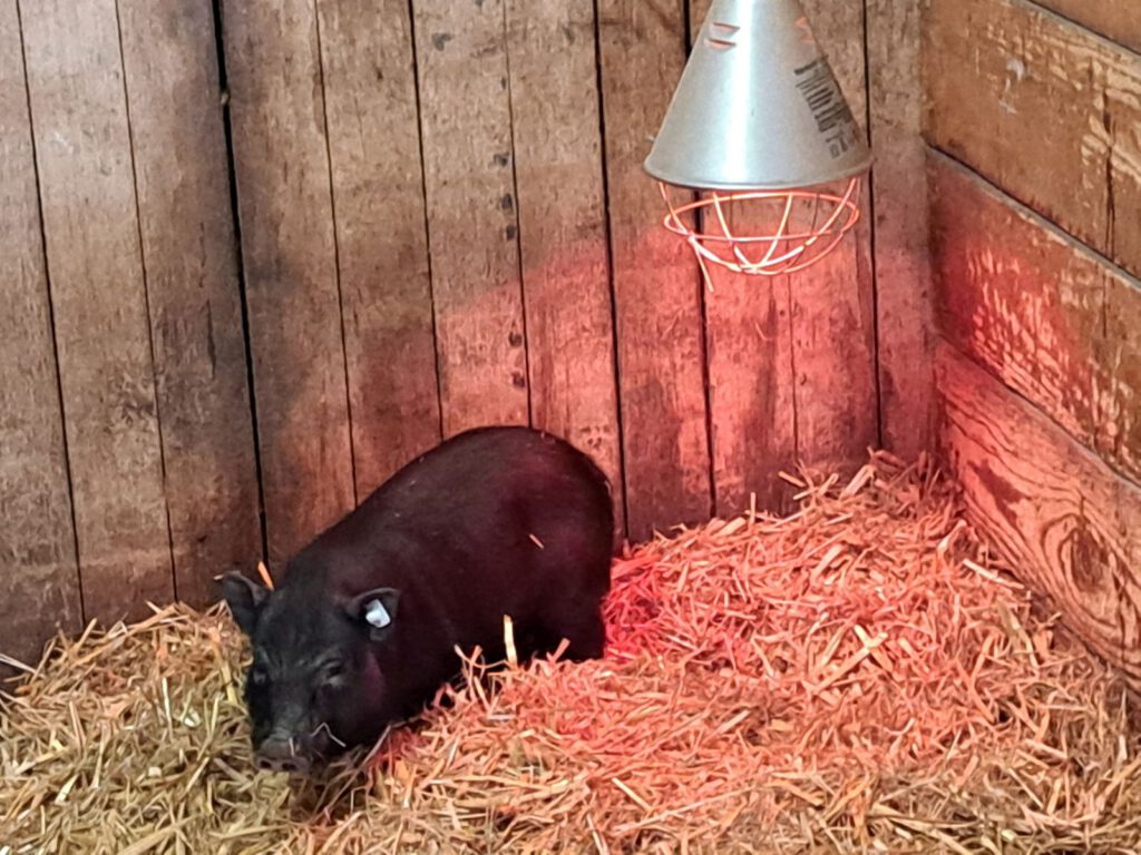 Das Minischwein "Helmut" ist der neue Liebling im Haustierpark