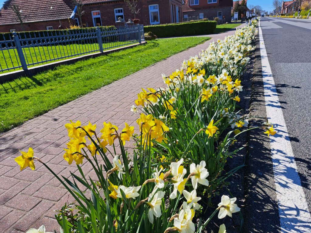 Die Osterblumen an der Edenserlooger Straße blühen in voller Kraft