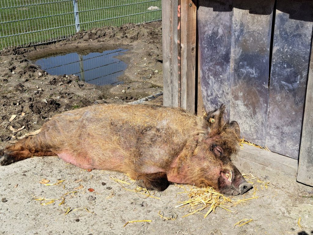 Wollschweineber "Ferdinand" ist alles egal, er genießt die Sonne wieder in seinem Sommerquartier