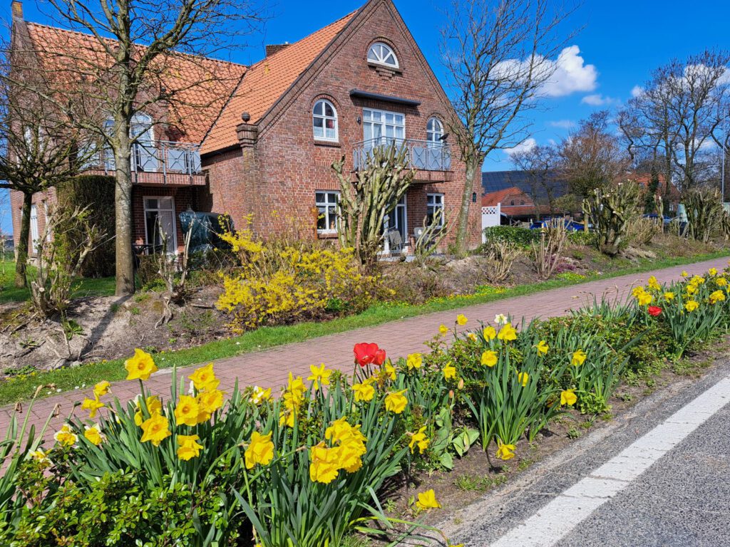 blühende Osterblumen und Tulpen vor dem Steinhaus "Germania"