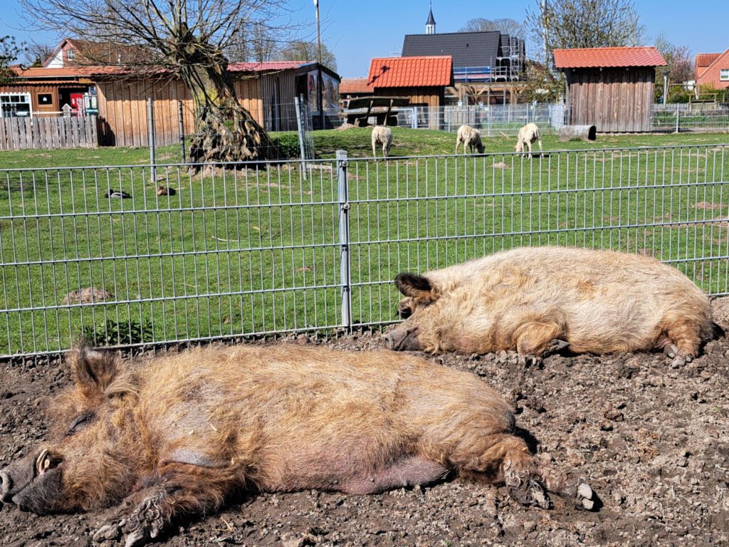 auch die Wollschweine "Ferdinand" und "Fienchen" genießen die Sonne und dösen in ihrem Gehege