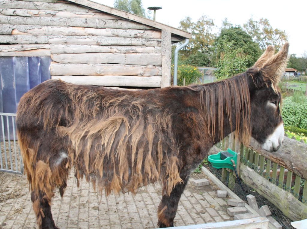 Die liebe Poitou-Esel-Stute "Celina" lebt nicht mehr, sie war so schwer verletzt, dass sie eingeschläfert werden musste