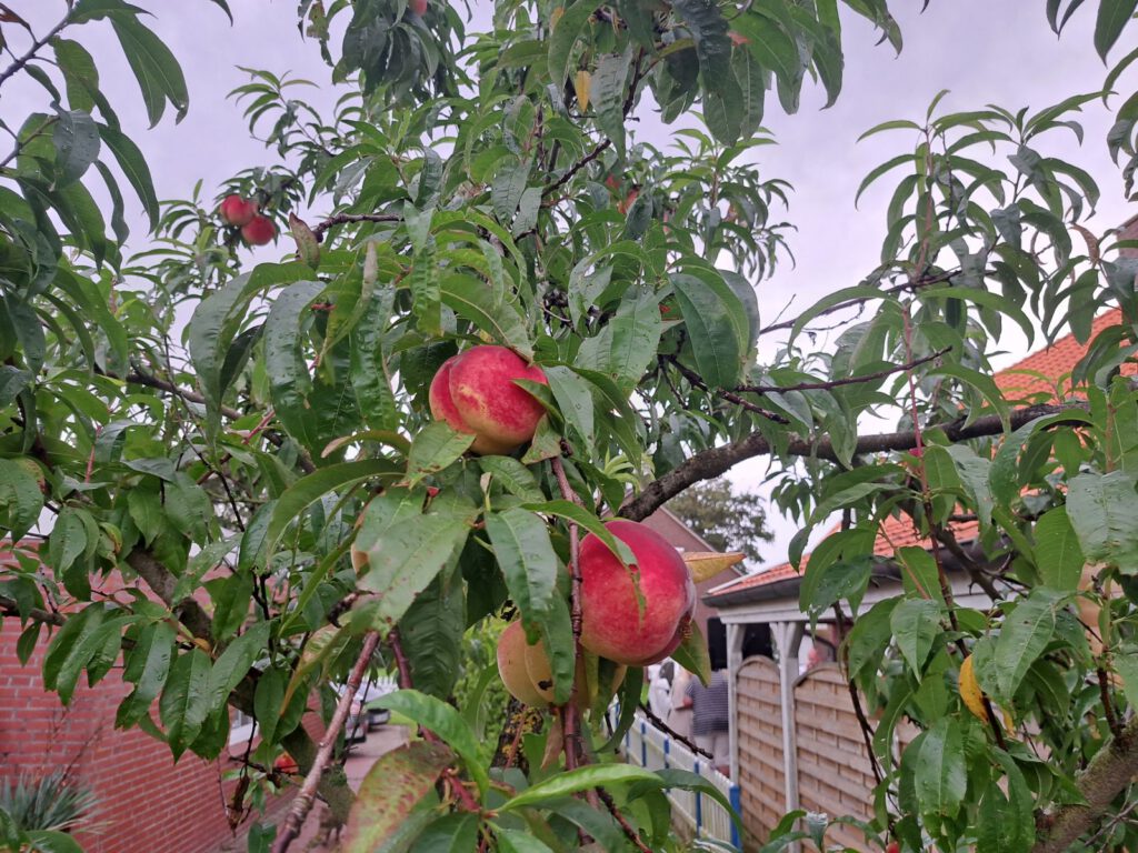 dicke, rote Pfirsiche hängen am Baum in der Raiffeisenstraße