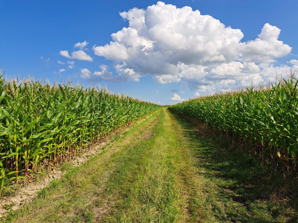 Der Mais steht prima, Der Landwirte hoffen dass das Wetter auch zur Erntezeit mitspielt