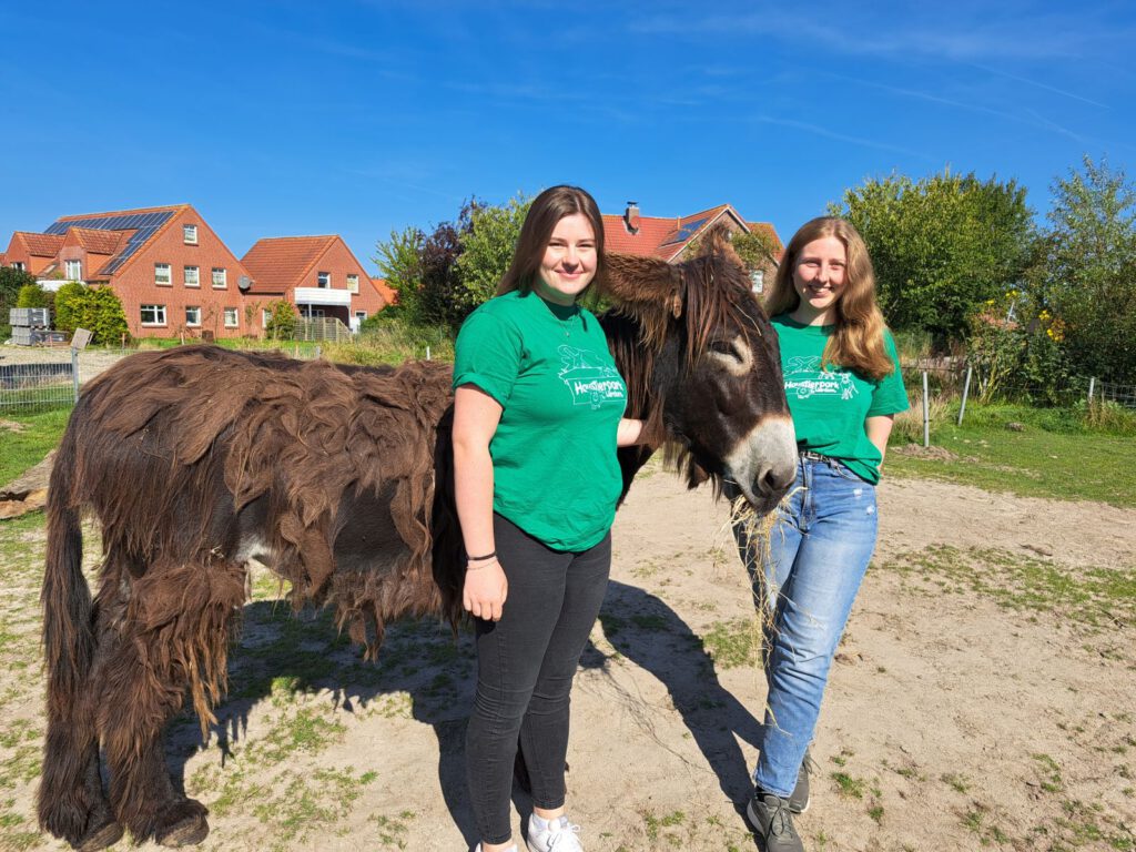 Annika Schönhof (l) und Finja Rosenhöfel kümmern sich besonders um die Poitou-Eselin "Germania", die im nächsten Jahr ein kleines Fohlen auf die Welt bringen soll 